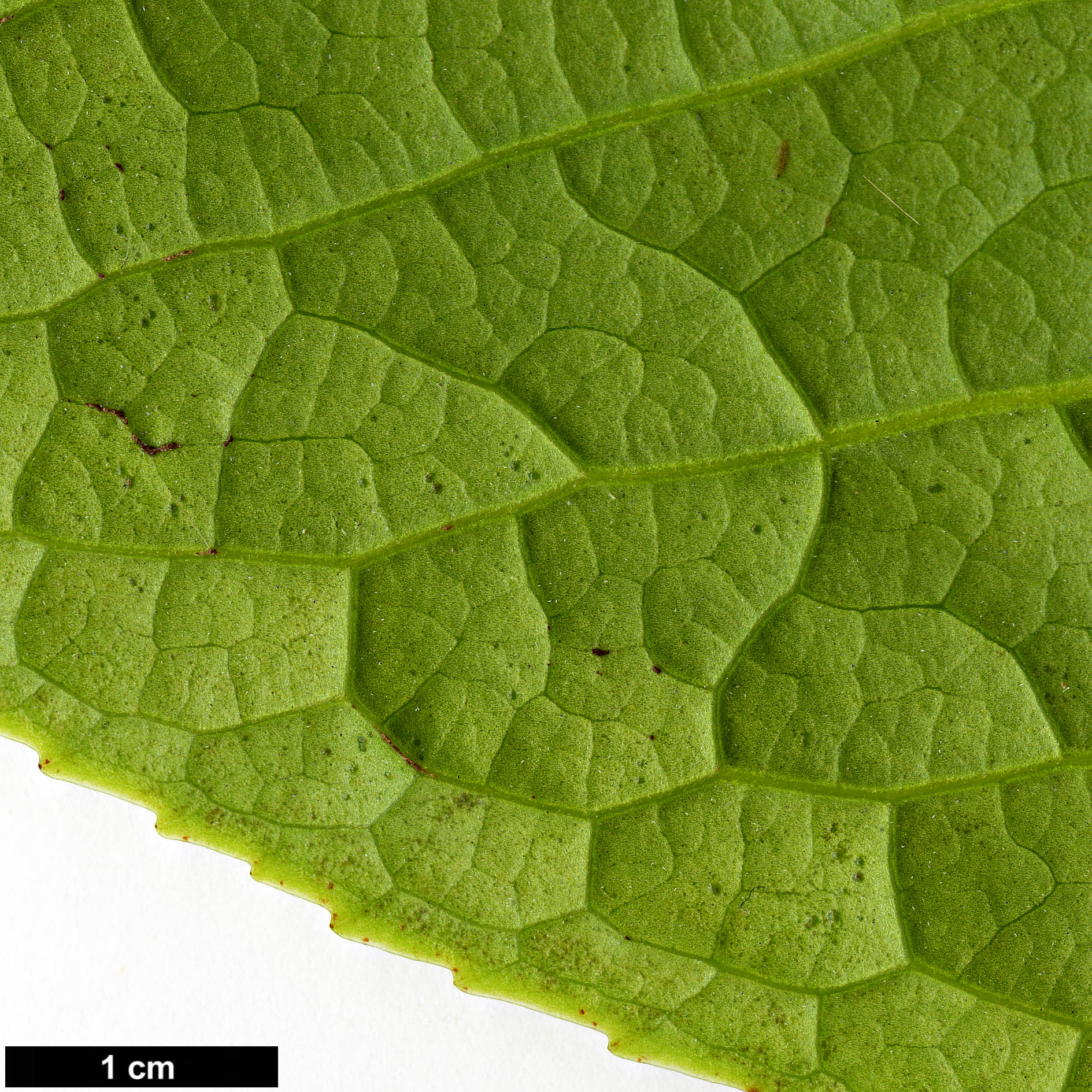 High resolution image: Family: Theaceae - Genus: Camellia - Taxon: species (Vietnam)